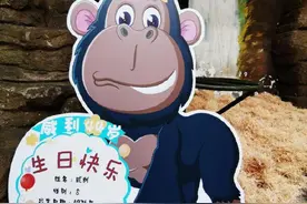 荷叶果盘、木丝床、可爱玩具……济南动物园44岁的大猩猩“威利”举行线上生日会图片