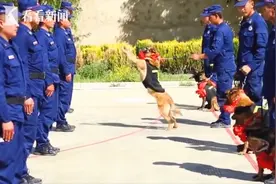 退役搜救犬扒训导员衣角不愿离开，网友：无言的战士，永远的战友图片