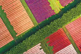 多彩香云纱图片