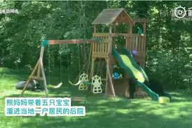 美国熊妈带五崽私闯民宅玩滑梯，画面令人忍俊不禁，网友：真的熊孩子图片