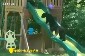 熊妈带五崽私闯民宅玩滑梯，网友：这才是如假包换的“熊孩子”图片