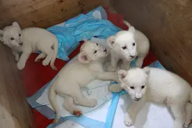 四胞胎白狮宝宝满月，撒娇打滚萌翻游客图片