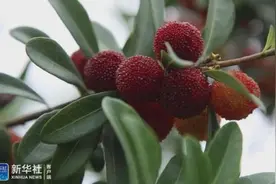 贵定德新：杨梅尝鲜正当时图片