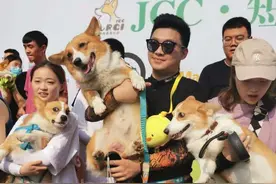 呆萌！短腿柯基花式玩转锦云山宠物趣味运动会图片