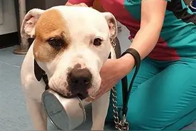 贪吃斗牛犬翻垃圾桶 舌头被卡罐头盒里图片