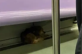 地铁车厢跑来只狗，民警想了个招，完美图片