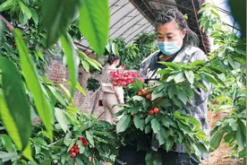 重任在肩 奋力前行——吉林省推进率先实现农业现代化工作述评图片
