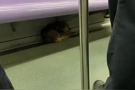 黄毛小狗早高峰搭乘上海地铁，民警们围圈护卫装箱带下车图片