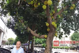 南宁街边木菠萝树挂果累累存隐患，绿化工人“拆弹”忙图片
