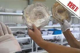 揭秘八千年前“菜篮子”：生蚝比脸还大图片