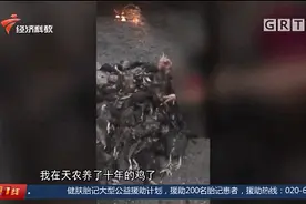 养殖场3000只鸡陆续死亡，竟是因为得了白血病？图片