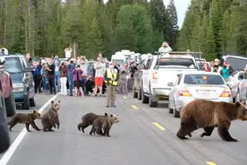 美国最老野生熊妈妈被拍到带4只幼崽过马路图片