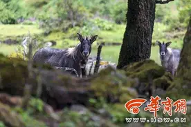 它世界丨秦岭山里“四不像”鬣羚：喜欢独来独往 偶尔还开荤图片