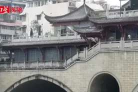 排排站 吃鱼鱼！夜鹭组团打卡成都九眼桥图片