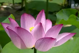 航拍江西乐安：白莲花开别样美