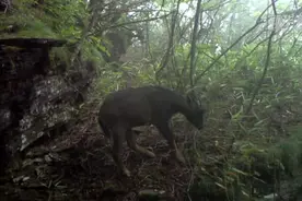 十多种野生动物现身万朝山自然保护区