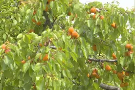 泰安新泰市：又是杏梅成熟季 助力振兴乡村游图片