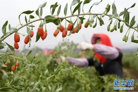 宁夏：锁鲜枸杞生产线正式投产图片