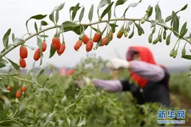 宁夏：锁鲜枸杞生产线正式投产图片