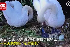 英国十几岁男孩向天鹅蛋投掷石块，蛋被砸碎老公离家，天鹅妈妈心碎而死图片