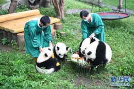 重庆：大熊猫“双重喜庆”满周岁图片