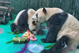 大熊猫“星光”四岁生日会举行，第一口生日蛋糕被弟弟抢走图片