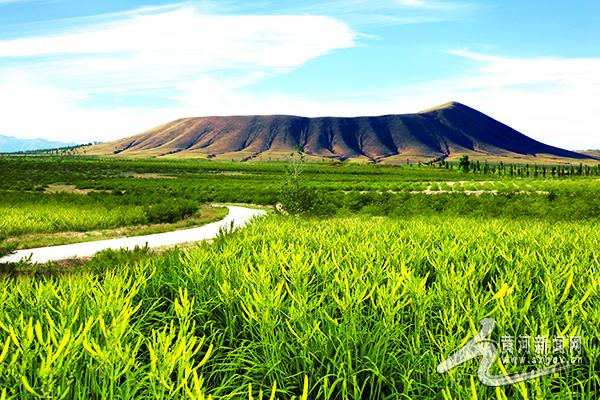 云州区：让小黄花成为“致富花”“摇钱草”