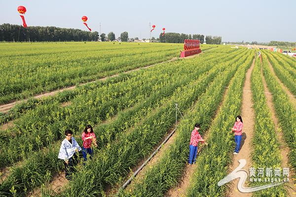云州区：让小黄花成为“致富花”“摇钱草”