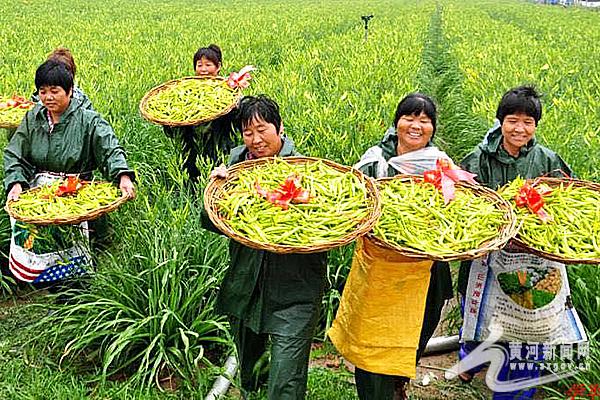 云州区：让小黄花成为“致富花”“摇钱草”