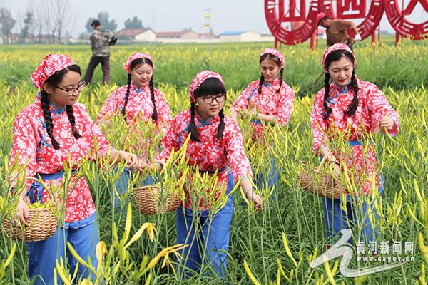 云州区：让小黄花成为“致富花”“摇钱草”