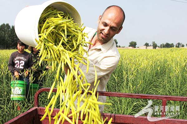 云州区：让小黄花成为“致富花”“摇钱草”