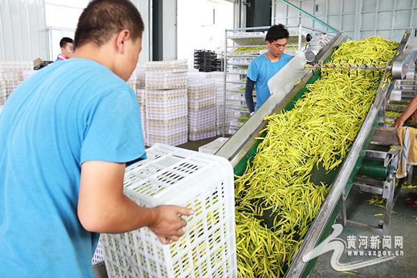 云州区：让小黄花成为“致富花”“摇钱草”