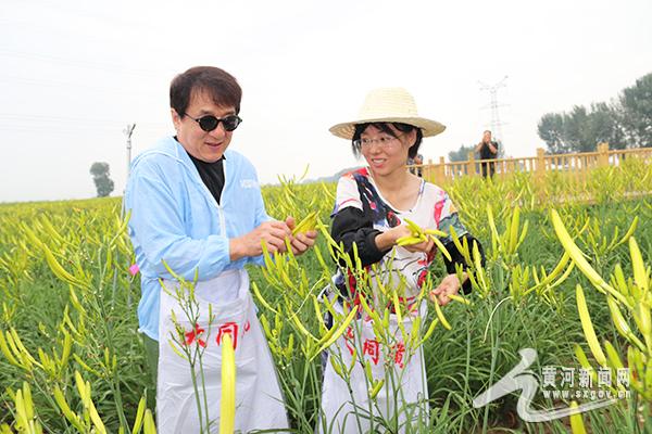 云州区：让小黄花成为“致富花”“摇钱草”