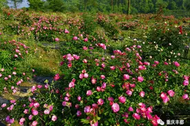 丰都石里红枫美景如画，文旅融合换发生机！图片