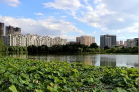 又见荷花别样红，美到心醉图片