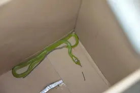 打开快递箱，80cm的绿蛇从鞋里爬出，还不止一条…图片