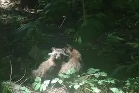 上海小区貉出没，爬天井斗猫狗？建议顺其自然，不打扰不喂食图片