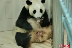 中国大熊猫保护研究中心大熊猫“鑫鑫”产下一只大熊猫幼仔图片