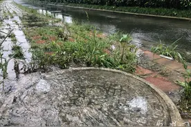 现场短新闻｜合肥金斗路污水横流多天 路面长满青苔图片