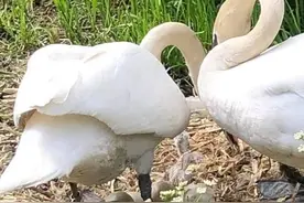 英国小流氓砸毁天鹅蛋，天鹅妈妈“心碎”而死，天鹅爸爸逃离无踪图片