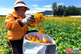 奋力夺取双胜利｜河北围场：金莲花开富万家图片