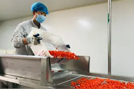 宁夏：首家智能化锁鲜枸杞生产线投产图片