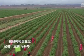 锁鲜枸杞诞生记视频封面