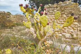 仙人掌果帮摩洛哥人强身健体图片