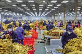 “鹤盛原烟”香溢湘西图片