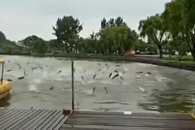 上百只鱼跳起集体舞，南京玄武湖公园现群鱼跳跃奇观！评论亮了图片