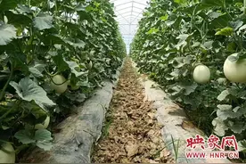 通许县孙营乡：“小甜瓜”带来大增收图片