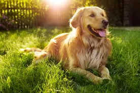 美国一条20岁狗狗刚过完生日，或是史上最长寿金毛猎犬图片