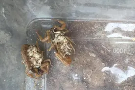 济南90后小伙练就蝎子“按摩”绝活：被蛰过100多次 现在当按摩享受图片