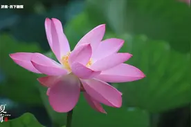 85秒丨济南大明湖夏荷初绽 风光旖旎惹游人图片